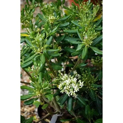 Pitosforo "Pittosporum Tobira" Pianta In Vaso 19 Cm 2 Pitosforo "Pittosporum Tobira" Pianta In Vaso 19 Cm - immagine 2