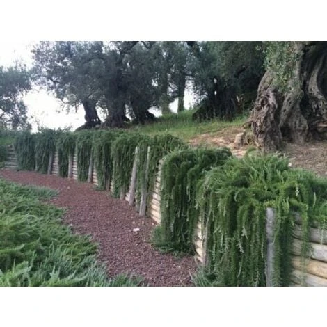 Rosmarino Prostrato "Rosmarinus Officinalis Prostratus" Pianta Aromatica In Vaso 14 Cm 1 Rosmarino Prostrato "Rosmarinus Officinalis Prostratus" Pianta Aromatica In Vaso 14 Cm