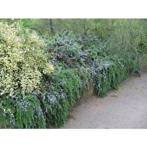 Rosmarino Prostrato "Rosmarinus Officinalis Prostratus" Pianta Aromatica In Vaso 14 Cm 2 Rosmarino Prostrato "Rosmarinus Officinalis Prostratus" Pianta Aromatica In Vaso 14 Cm - immagine 2