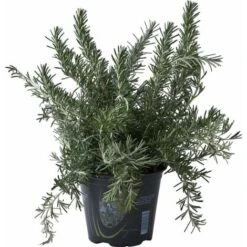 Rosmarino Prostrato "Rosmarinus Officinalis Prostratus" Pianta Aromatica In Vaso 14 Cm 5 Rosmarino Prostrato "Rosmarinus Officinalis Prostratus" Pianta Aromatica In Vaso 14 Cm -Vendite VIDAXL 32619876 3
