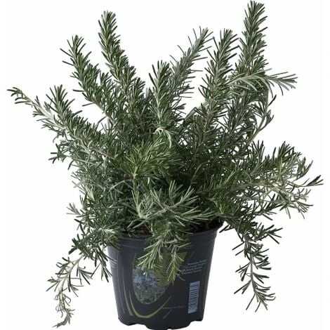 Rosmarino Prostrato "Rosmarinus Officinalis Prostratus" Pianta Aromatica In Vaso 14 Cm 3 Rosmarino Prostrato "Rosmarinus Officinalis Prostratus" Pianta Aromatica In Vaso 14 Cm - immagine 3