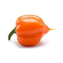 Peperoncino Piccante 3 Piante In Vaso 10 Cm VARIETA' A SCELTA -Vendite VIDAXL 32995609 4