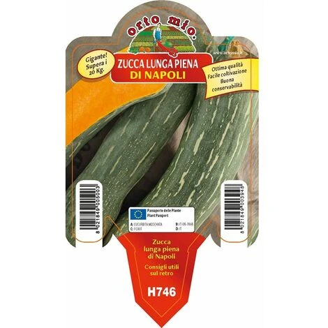Zucca Lunga Piena Di Napoli - 1 Pianta V.10 Cm - Orto Mio 1 Zucca Lunga Piena Di Napoli - 1 Pianta V.10 Cm - Orto Mio