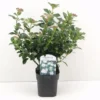 Viburno Tino "Viburnum Tinus" 3 Piante Da Siepe In Vaso Biodegradabile H. 30/40 Cm