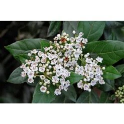 Viburno Tino "Viburnum Tinus" 3 Piante Da Siepe In Vaso Biodegradabile H. 30/40 Cm -Vendite VIDAXL 33447744 3