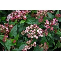 Viburno Tino "Viburnum Tinus" 3 Piante Da Siepe In Vaso Biodegradabile H. 30/40 Cm -Vendite VIDAXL 33447744 4