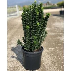 Evonimo "Euonymus Japonicus Benkomasaki" Pianta In Vaso 9 Cm -Vendite VIDAXL 33717218 3