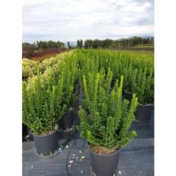 Evonimo "Euonymus Japonicus Benkomasaki" Pianta In Vaso 9 Cm -Vendite VIDAXL 33717218 4