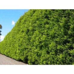 Cipresso "Cupressocyparis Leylandii Castlewellan Gold" Pianta In Vaso 19 Cm H. 60/80 Cm -Vendite VIDAXL 33993258 3