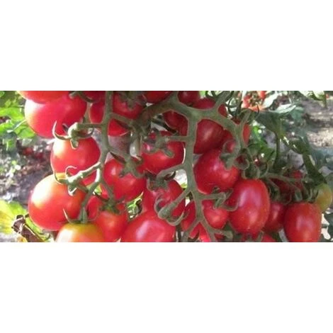 Pomodoro Datterino Innestato (vaso 14) 1 Pomodoro Datterino Innestato (vaso 14)