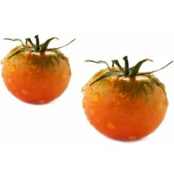 Pomodoro Camone Innestato (vaso 14)