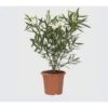 Oleandro A Cespuglio "Nerium Oleander" Pianta In Vaso 19 Cm COLORI CASUALI