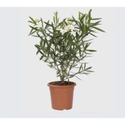 Oleandro A Cespuglio "Nerium Oleander" Pianta In Vaso 19 Cm COLORI CASUALI