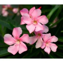 Oleandro A Cespuglio "Nerium Oleander" Pianta In Vaso 19 Cm COLORI CASUALI -Vendite VIDAXL 34747867 3