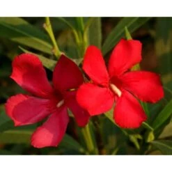 Oleandro A Cespuglio "Nerium Oleander" Pianta In Vaso 19 Cm COLORI CASUALI -Vendite VIDAXL 34747867 5