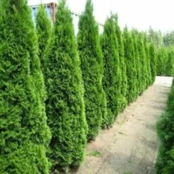 Tuia Smeraldo "Thuja Occidentalis Smaragd" Pianta In Vaso 26 Cm H. 100/120 Cm -Vendite VIDAXL 36709952 4