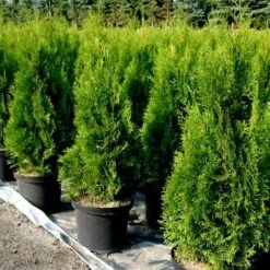 Thuja Occidentalis "Smaragd"