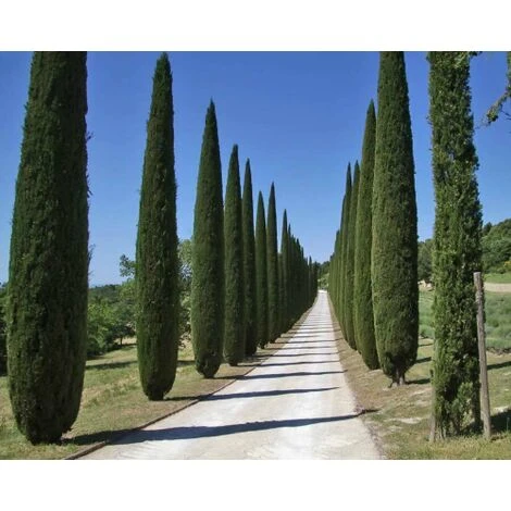Cipresso Nero "Cupressus Sempervirens Pyramidalis" Pianta In Vaso 9 Cm H. 40/50 Cm 1 Cipresso Nero "Cupressus Sempervirens Pyramidalis" Pianta In Vaso 9 Cm H. 40/50 Cm