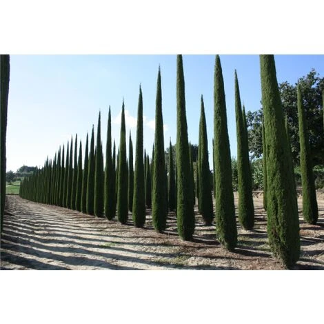 Cipresso Nero "Cupressus Sempervirens Pyramidalis" Pianta In Vaso 9 Cm H. 40/50 Cm 2 Cipresso Nero "Cupressus Sempervirens Pyramidalis" Pianta In Vaso 9 Cm H. 40/50 Cm - immagine 2