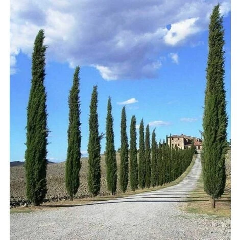 Cipresso Nero "Cupressus Sempervirens Pyramidalis" Pianta In Vaso 9 Cm H. 40/50 Cm 5 Cipresso Nero "Cupressus Sempervirens Pyramidalis" Pianta In Vaso 9 Cm H. 40/50 Cm - immagine 5