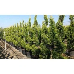 Cipresso "Cupressocyparis Leylandii Castlewellan Gold" Pianta In Vaso 11 Cm H. 30/40 Cm -Vendite VIDAXL 38286059 4