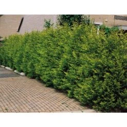 Cipresso "Cupressocyparis Leylandii Castlewellan Gold" Pianta In Vaso 11 Cm H. 30/40 Cm -Vendite VIDAXL 38286059 5