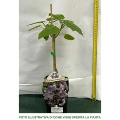 1 PIANTA DI PAULOWNIA TOMENTOSA MIELIFERA FIORI PROFUMATI VIOLA -Vendite VIDAXL 3902930 3
