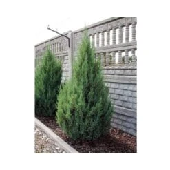 Ginepro D'Irlanda "Juniperus Communis Hibernica" Pianta In Vaso 14 Cm -Vendite VIDAXL 39350286 3