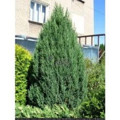 Ginepro D'Irlanda "Juniperus Communis Hibernica" Pianta In Vaso 14 Cm -Vendite VIDAXL 39350286 4