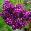 Syringa Vulgaris "Charles Joly"