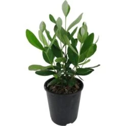 Feijoa "Acca Sellowiana" Guayabo Del Brasile Pianta In Vaso Biodegradabile