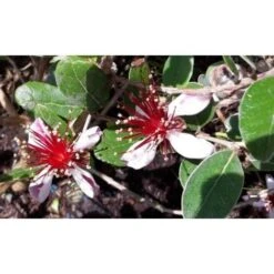 Feijoa "Acca Sellowiana" Guayabo Del Brasile Pianta In Vaso Biodegradabile -Vendite VIDAXL 39658216 4
