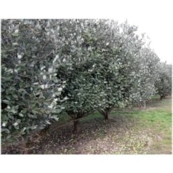 Feijoa "Acca Sellowiana" Guayabo Del Brasile Pianta In Vaso Biodegradabile -Vendite VIDAXL 39658216 5