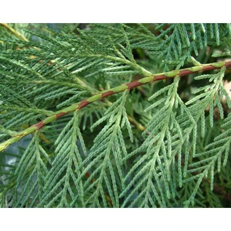 Cipresso Di Leyland "Cupressocyparis Leylandii" Pianta In Vaso 17 Cm H. 60/80 Cm 2 Cipresso Di Leyland "Cupressocyparis Leylandii" Pianta In Vaso 17 Cm H. 60/80 Cm - immagine 2