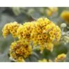 Buddleja Weyeriana Sungold "Albero Delle Farfalle" Pianta In Vaso 9 Cm