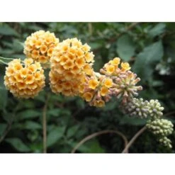Buddleja Weyeriana Sungold "Albero Delle Farfalle" Pianta In Vaso 9 Cm -Vendite VIDAXL 40557131 3