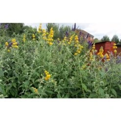 Buddleja Weyeriana Sungold "Albero Delle Farfalle" Pianta In Vaso 9 Cm -Vendite VIDAXL 40557131 4