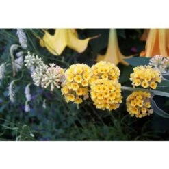 Buddleja Weyeriana Sungold "Albero Delle Farfalle" Pianta In Vaso 9 Cm -Vendite VIDAXL 40557131 5