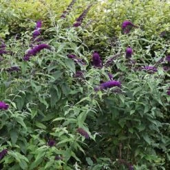 Buddleja Davidii Black Knight "Albero Delle Farfalle" Pianta In Vaso 9 Cm -Vendite VIDAXL 40557139 4
