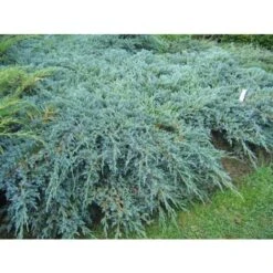 Ginepro Cinese "Juniperus Chinensis Blue Alps" Pianta Tappezzante In Vaso H. 40/60 Cm