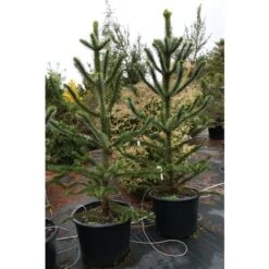 Pino Del Cile "Araucaria Araucana" Pino Del Parana' Pianta In Vaso 19 Cm H. 25/30 Cm