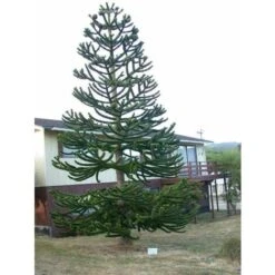 Pino Del Cile "Araucaria Araucana" Pino Del Parana' Pianta In Vaso 19 Cm H. 25/30 Cm -Vendite VIDAXL 40907707 3