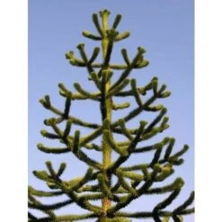 Pino Del Cile "Araucaria Araucana" Pino Del Parana' Pianta In Vaso 19 Cm H. 25/30 Cm -Vendite VIDAXL 40907707 4
