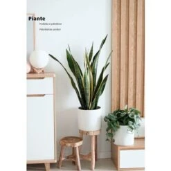 King Home Pianta SANSEVIERIA H. 45 Cm 12 FOGLIE Completa Di Vaso Con Muschio -Vendite VIDAXL 40982766 3