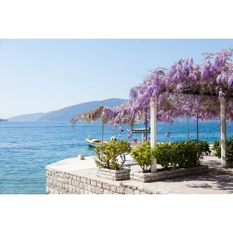 Glicine "Wisteria" Pianta Rampicante In Vaso 20 Cm H. 170/200 Cm Con Canna 5 Glicine "Wisteria" Pianta Rampicante In Vaso 20 Cm H. 170/200 Cm Con Canna - immagine 5