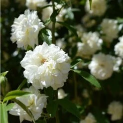 Banksiae Alba Plena - Ø 19 Cm