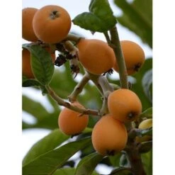 Albero Nespolo Giappone - Alberi Da Frutto