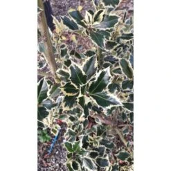 Agrifoglio Variegato "Ilex Aquifolium Argentea Marginata" Pungitopo Pianta In Vaso Biodegradabile -Vendite VIDAXL 44191307 3