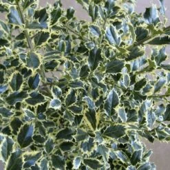 Agrifoglio Variegato "Ilex Aquifolium Argentea Marginata" Pungitopo Pianta In Vaso Biodegradabile -Vendite VIDAXL 44191307 4