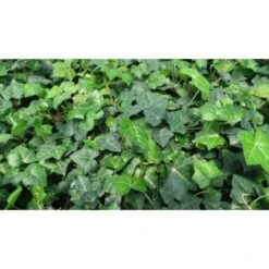 Edera Comune "Hedera Helix" 3 Piante Rampicanti In Vaso H. 60/80 Cm Con Canna -Vendite VIDAXL 46714824 3